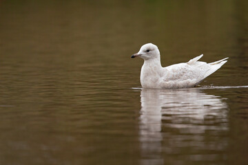An immature iceland gull swimming in a city pond in Amsterdam.