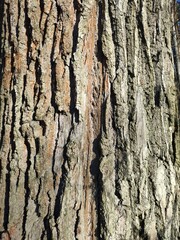 oak bark close-up. texture of tree bark. Natural wooden background