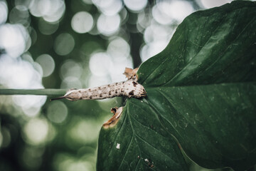 The little worm is eating leaves on the tree.