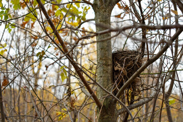 Bird's nest in tree branches in late autumn