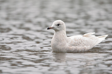 An immature iceland gull swimming in a city pond in Amsterdam.