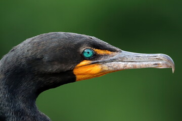 Head shot of Cormorant with jeweled eye. Phalacrocoracidae.