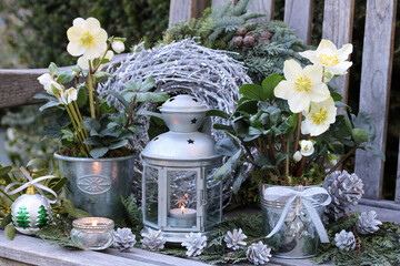 Weihnachts-Gartendekoration mit Christrosen in Zinktöpfen und vintage Laterne