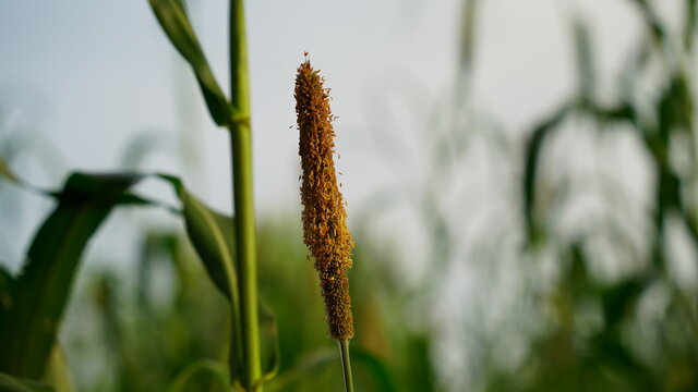 Blooming fungus or fibers of pearl millet, its botanical name is Pennisetum glaucum.