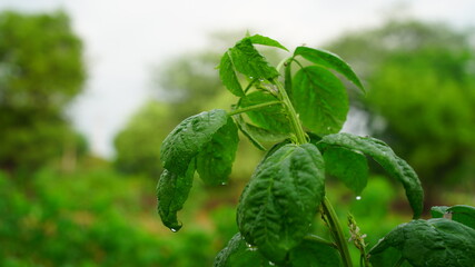 Cluster bean or green leaves of Guar with the botanical name Cyamopsis tetragonoloba.