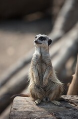 Fototapeta premium meerkat on guard