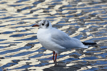 Fototapeta premium Mouette rieuse en profil pattes dans l'eau. France