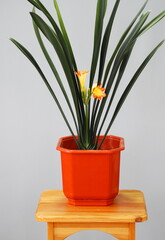 Tropical lily at home in a northern country in a flower pot on a gray background.