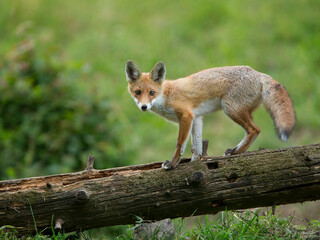 red fox
