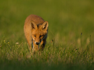 red fox