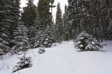 Winter in the Ukrainian Carpathians with beautiful frozen trees and snow	