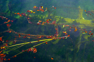 Fototapeta na wymiar Abstract water natural details in Plitvice National Park, Croatia, Europe