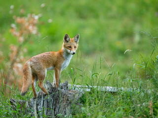 red fox