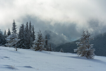 Winter in the Ukrainian Carpathians with beautiful frozen trees and snow	