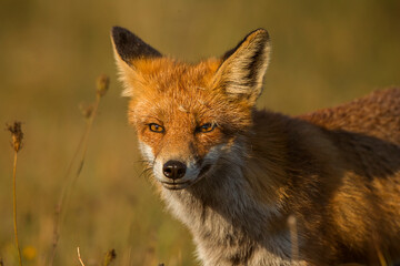 red fox