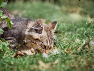 Small kitten eats a fish.