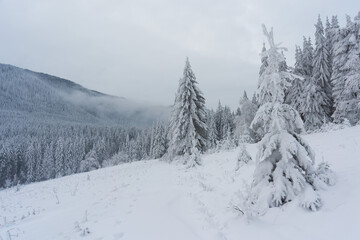 Winter in the Ukrainian Carpathians with beautiful frozen trees and snow	