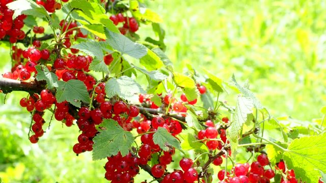 Ripe red currants (Ribes rubrum) in homemade garden in 4K VIDEO. Fresh bunch of natural fruit growing on branch on farm. Close-up. Organic farming, healthy food, BIO viands, back to nature concept.