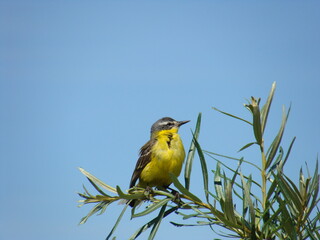 yellow wagtail on a branch