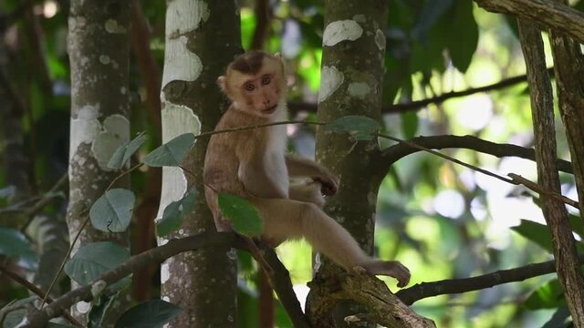 North Pig-tailed Macaque Sitting On A Tree And Scratching Its Itchy Balls - Macaca Leonina At Khao Yai National Park In Thailand - full shot