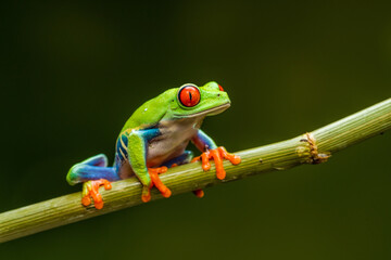 Red-eyed tree frog (Agalychnis callidryas)