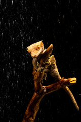 Fototapeta premium Crested gecko (Correlophus ciliatu)