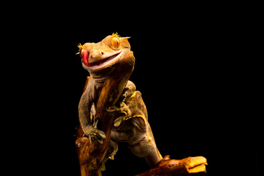 Crested gecko (Correlophus ciliatu)