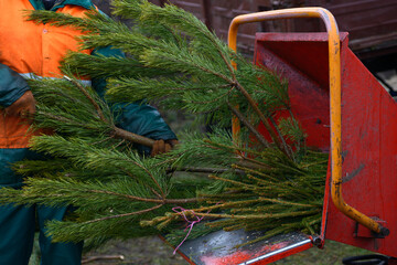 Worker hands put branches of used Christmas tree in receiver of a wood chipper