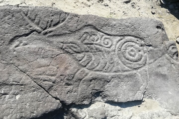 Petroglyph carved in stone depicting a deer. Rock paintings. Petroglyphs of Sikachi-Alyan, Khabarovsk Krai.