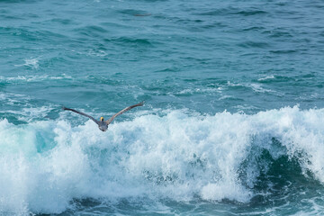 Naklejka premium Brown pelican (Pelecanus occidentalis), La Jolla, San Diego, California, Usa, America