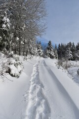 Snowshoe tracks in the snow