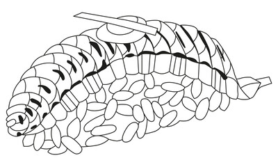 Zentangle salmon nigiri. Hand drawn decorative vector illustration for coloring