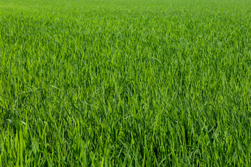 Baby Green rice field in countryside at thailand