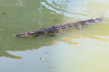 The thai crocodile swimming on the river
