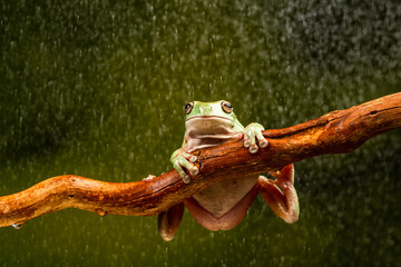 White's Tree Frog (Litoria caerulea)