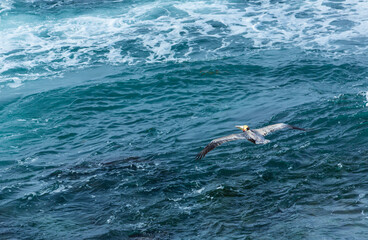 Fototapeta na wymiar Brown pelican (Pelecanus occidentalis), La Jolla, San Diego, California, Usa, America