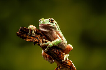 White's Tree Frog (Litoria caerulea)
