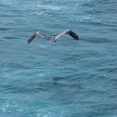 Fototapeta na wymiar Brown pelican (Pelecanus occidentalis), La Jolla, San Diego, California, Usa, America