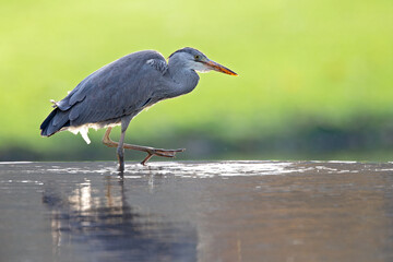 A grey heron foraging in a lake with low water 