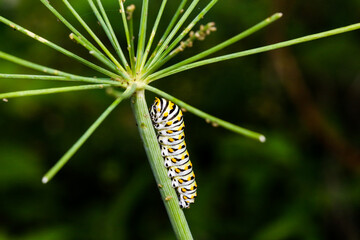 Swallowtail Caterpillar on dill
