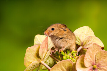 Eurasian harvest mouse (Micromys minutus)