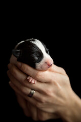 adorable newborn black and white border collie puppy held in hand sleeping