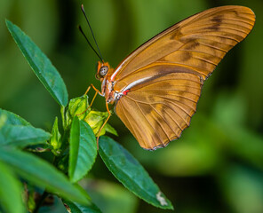 Orange Butterfly on flower