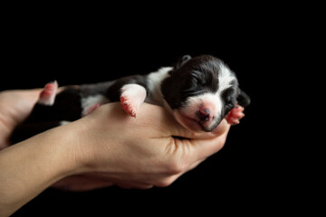 adorable newborn black and white border collie puppy held in hand sleeping - obrazy, fototapety, plakaty