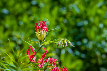 Gloriosa flowers, Praslin island, Seychelles.