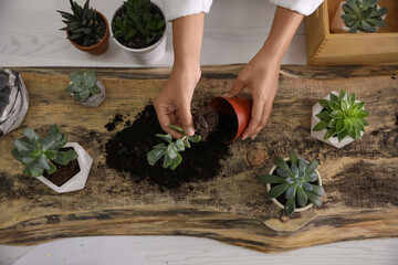 Woman planting succulents at wooden table indoors, top view