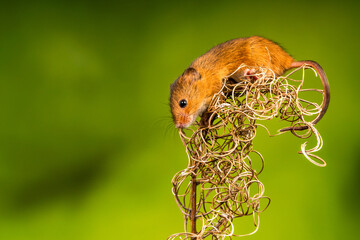 Eurasian harvest mouse (Micromys minutus)