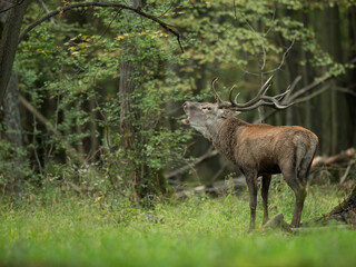 red deer
