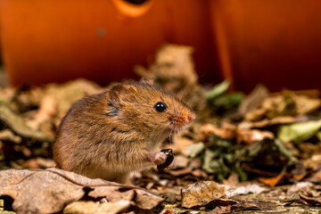 Eurasian harvest mouse (Micromys minutus)