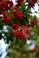 Red berries hanging from a branch
